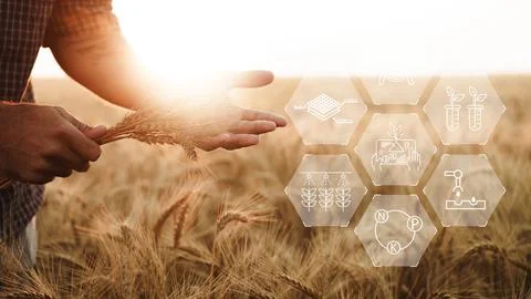 Smart farm technology helps in wheat farming with data and tools for better Stock Photos