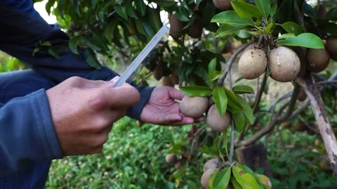 Smart farm technology, quality control and inspection with holographic  Stock Footage 233823160