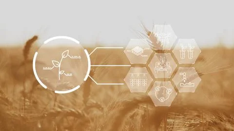 Smart farm technology uses data to improve crop growth and farming in a field Stock Photos