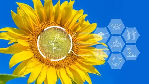 Smart farm uses technology to improve growth of crops and maximize yield fr.. Stock Photos