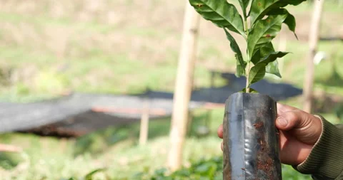 Smart farmer checking plant in eco green farm sustainable quality control. Close Stock Footage 231612820
