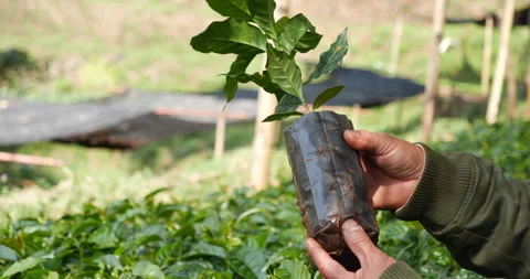 Smart farmer checking plant in eco green farm sustainable quality control Stock Footage 245329911