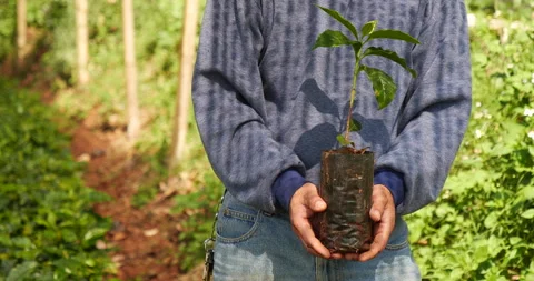 Smart farmer checking plant in eco green farm sustainable quality control Video stock 245330450