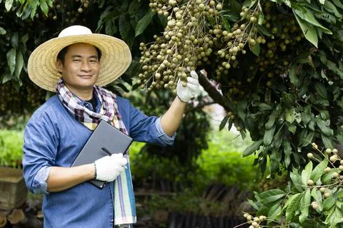 Smart farmer, use technology wireless internet to search and do research about a Stock Photos