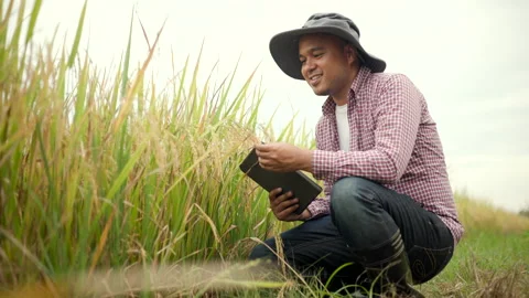 Smart farmer uses production control tablets to monitor soil quality of produce. Stock Footage 172189210