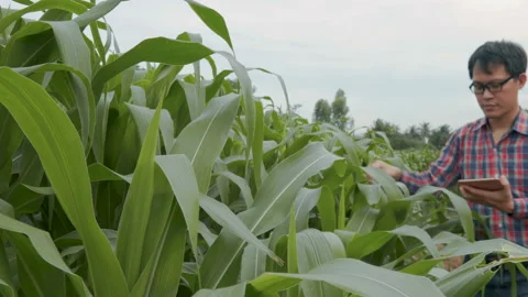 Smart farmer using application by smartphone in corn field Stock Footage 142676798