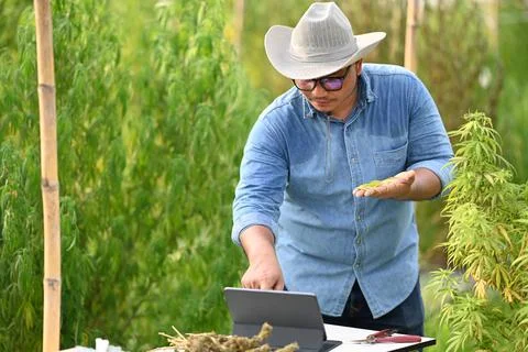 Smart farmer using digital tablet and checking marijuana or cannabis plantation Stock Photos