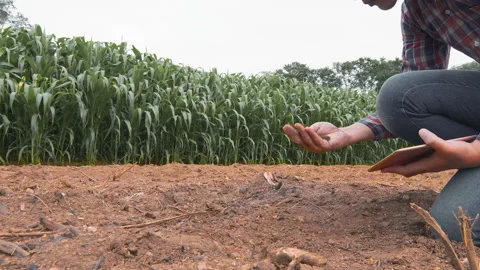 Smart farmer using hands and smartphone applications to test soil conditions Stock Footage 142677215