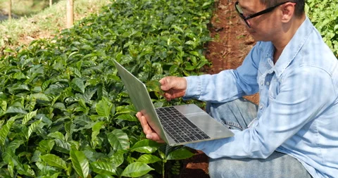 Smart farmer using laptop in eco green farm sustainable quality control. Stock Footage 245330538
