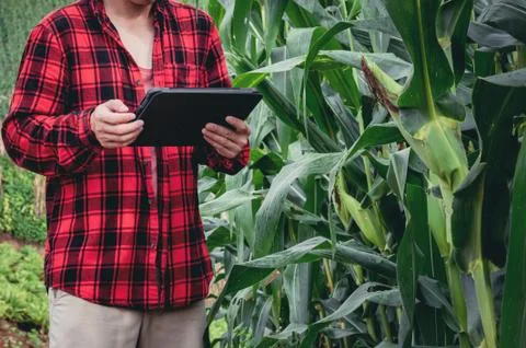 Smart farmer using technology app in tablet for checking grow analysis by Stock Photos