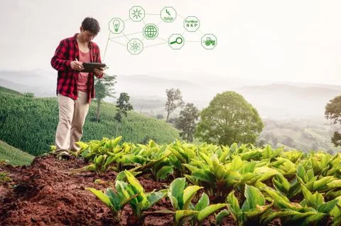 Smart farmer using technology app in tablet for checking grow analysis by Stock Photos