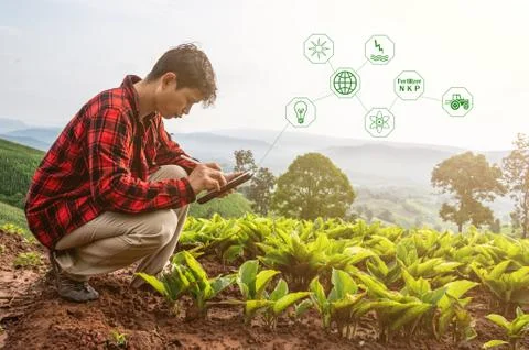 Smart farmer using technology app in tablet for checking grow analysis by Stock Photos