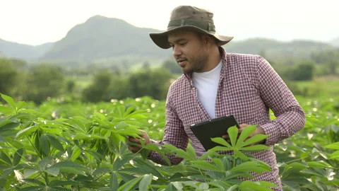  Smart farmer using a technology for studying and development agricultural. Video stock 158791183