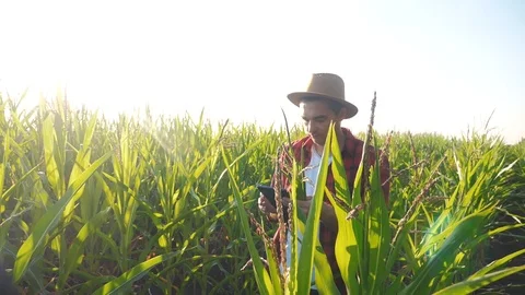 Smart farming concept slow motion video. Agronomist man holds tablet touch pad Stock Footage 116377312