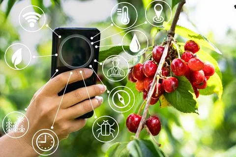Smart Farming Digital Technology Agriculture App Stock Photos