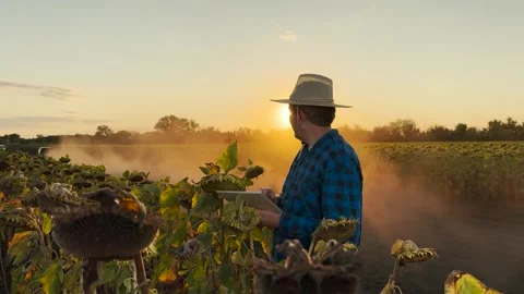 Smart farming at dusk, analyzing sunflower growth via tablet, advanced farming Stock Footage 317192198