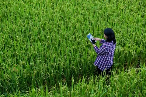 Smart Farming with Internet of Things, IoT concept. Agriculture and modern te Stock Photos