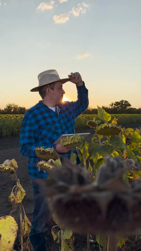 Smart farming with tablet technology, digital solutions for modern farmers, eco- Stock Footage 334836684