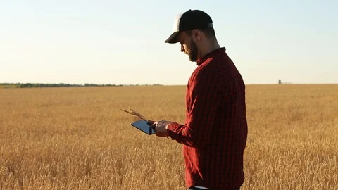 Smart farming using modern technologies in agriculture. Agronomist farmer holds Stock Footage 91933529