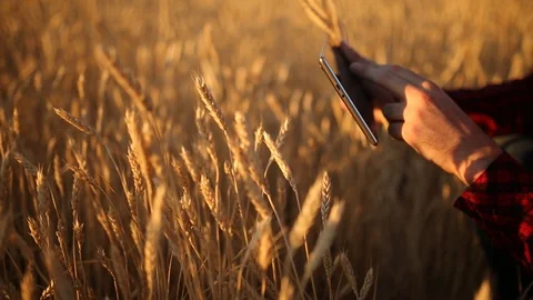 Smart farming using modern technologies in agriculture. Farmer hands touch 스톡 동영상 91971577