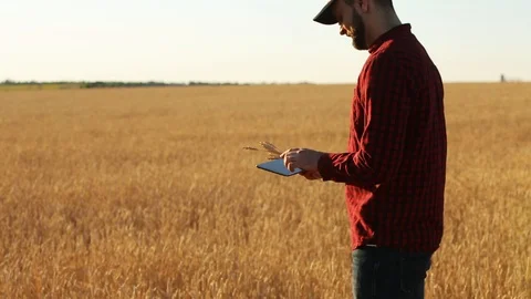 Smart farming using modern technologies in agriculture. Agronomist farmer holds Stock Footage 92039688