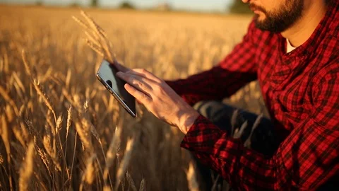 Smart farming using modern technologies in agriculture. Farmer hands touch Stock Footage 92040648