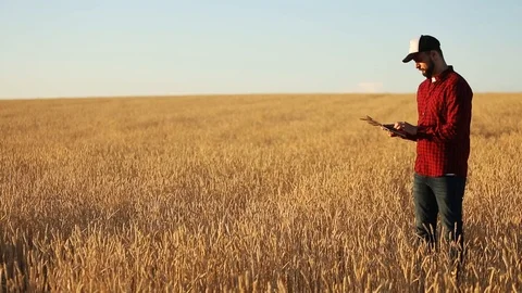 Smart farming using modern technologies in agriculture. Agronomist farmer holds Stock Footage 93342869