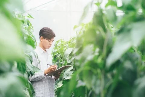 Smart farming using modern technologies in agriculture. Stock Photos
