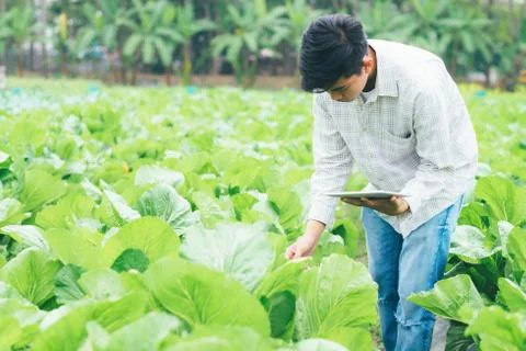 Smart farming using modern technologies in agriculture. Stock Photos