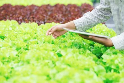 Smart farming using modern technologies in agriculture. Stock Photos