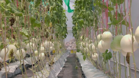 Smart garden using computer control the ... | Stock Video | Pond5