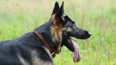 Smart German shepherd dog guarding Stock Footage 90338705