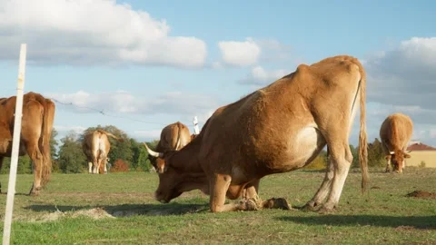 A smart, goal-oriented cow kneels, performing the yoga pose Downward-Facing Dog. Stock Footage 289448261
