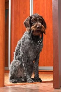 Smart gundog brought a collar Stock Photos