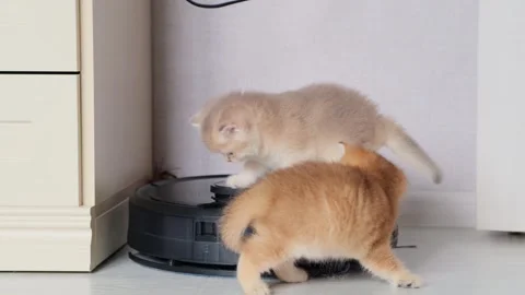 Smart home appliances. Stock Footage 295036631