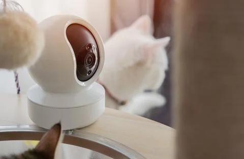 Smart house CCTV security camera setting on the cat tower with cats at home. Stock Photos