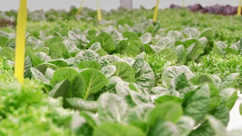 Smart hydroponic farm grows crisp lettuce without soil, pesticides. Greenhouse. Stockbeeldmateriaal 307707636