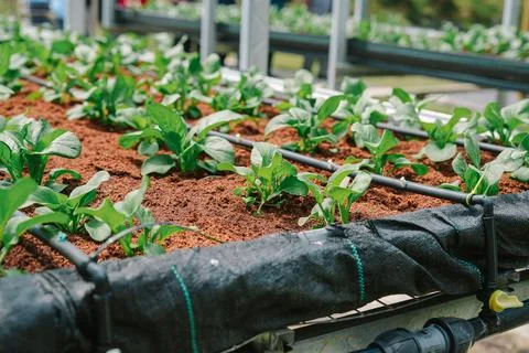 Smart Irrigation System for Organic Vegetable Farming Stock Photos
