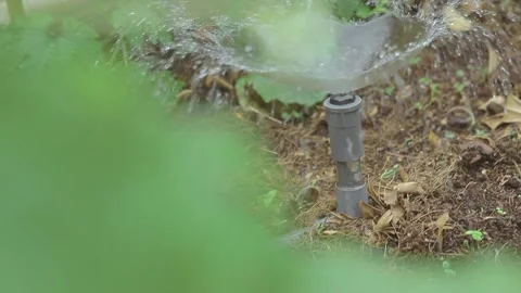 Smart Irrigation System Watering Green Plants in Organic Plantation Stockbeeldmateriaal 337442586