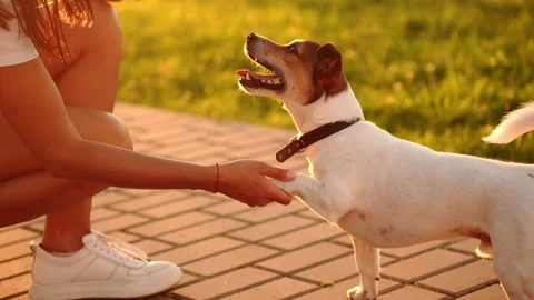 Smart Jack Russell Terrier giving high five to professional dog trainer at Stock Footage 345167589