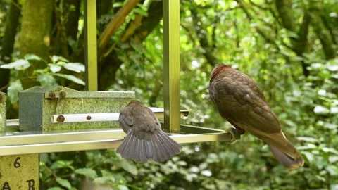 Smart Kaka Parrot Using Feeder Contraption Stock-Footage 336030697