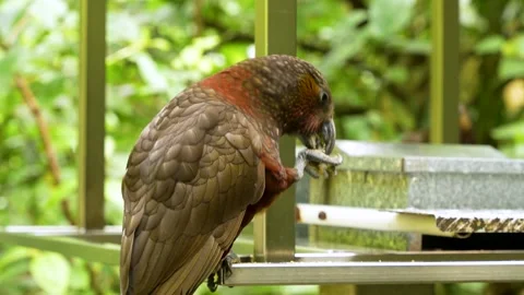 Smart Kaka Parrot Using Feeder in New Zealand Stock Footage 337054499