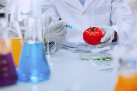 Smart knowledgeable scientist testing tomatoes Foto stock