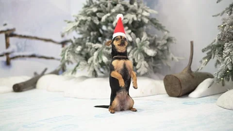 Smart Little Dog Stock Footage 224939202