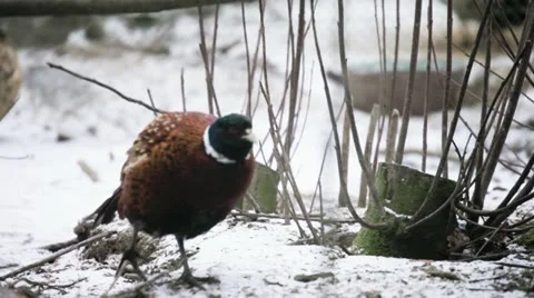 Smart male Common Pheasant Video stock 18790384