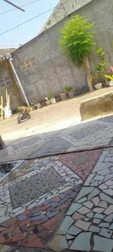 Smart monkey Stock Photos