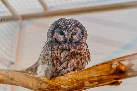 Smart owl Stock Photos