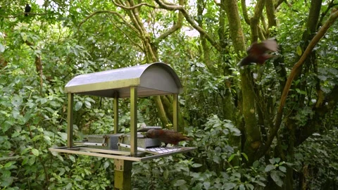 Smart Parrots, Puzzle Solving, Feeder Devices, Clever Avian Behaviours Stock Footage 336622267