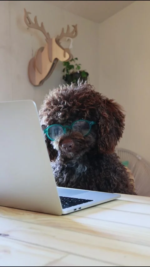 Smart poodle dog with glasses working on a laptop computer Stock Footage 333621026
