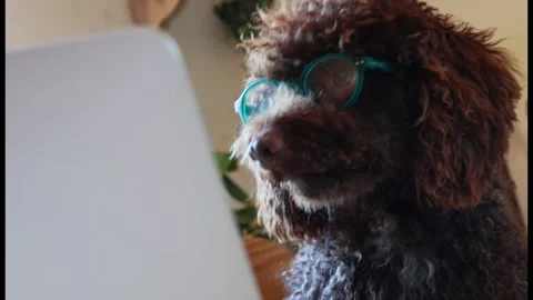 Smart poodle dog with glasses working on a laptop computer Stock Footage 333621059